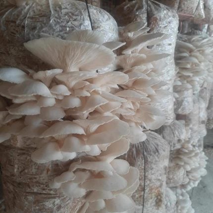 raw oyster mushroom 1kg Bangladesh fresh organic farm direct