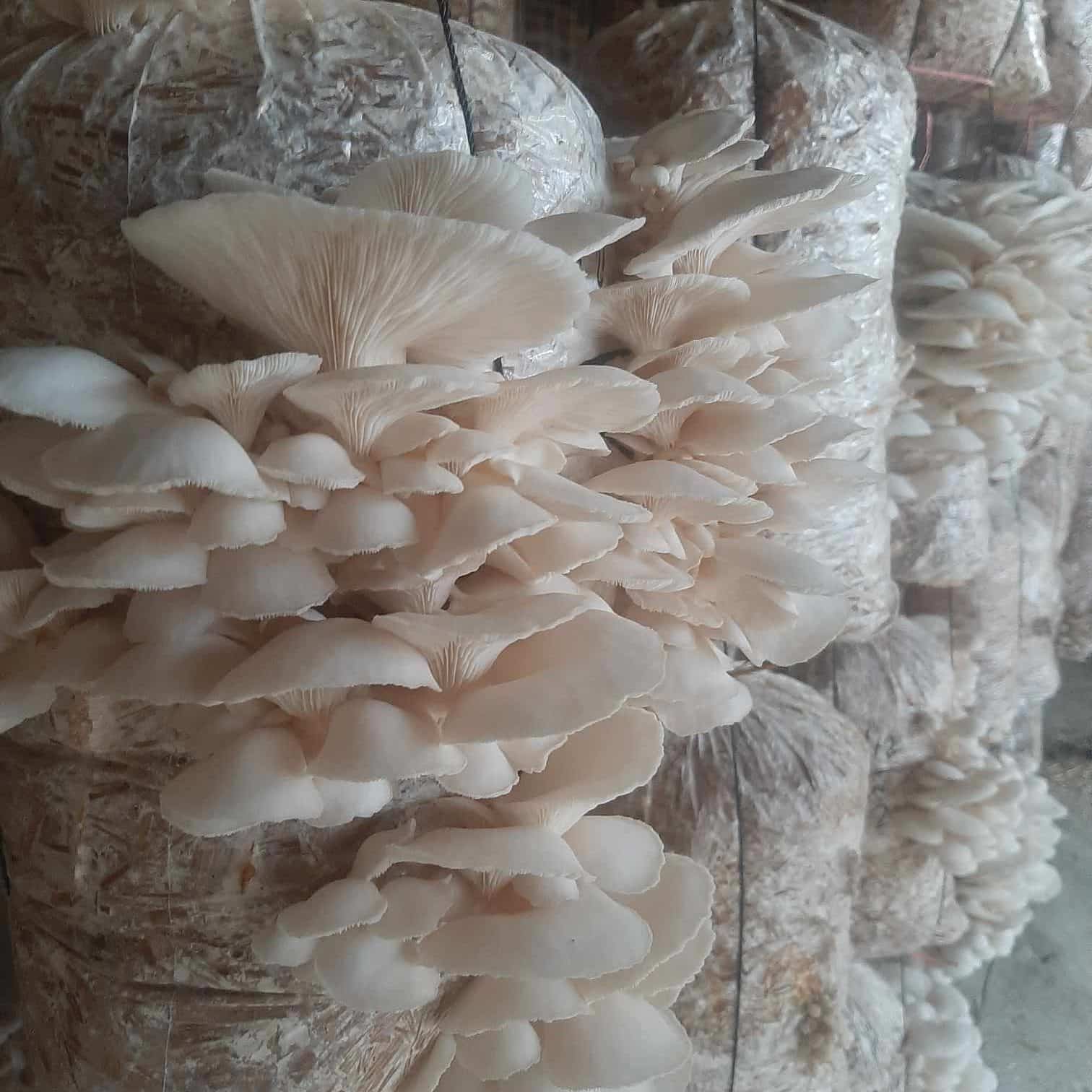 Oyester mushroom raw raw oyster mushroom 1kg Bangladesh fresh organic farm direct