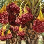 Medjool Khejur প্রিমিয়াম খেজুর বাংলাদেশ